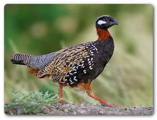 Haryana state bird, Black francolin, Francolinus francolinus